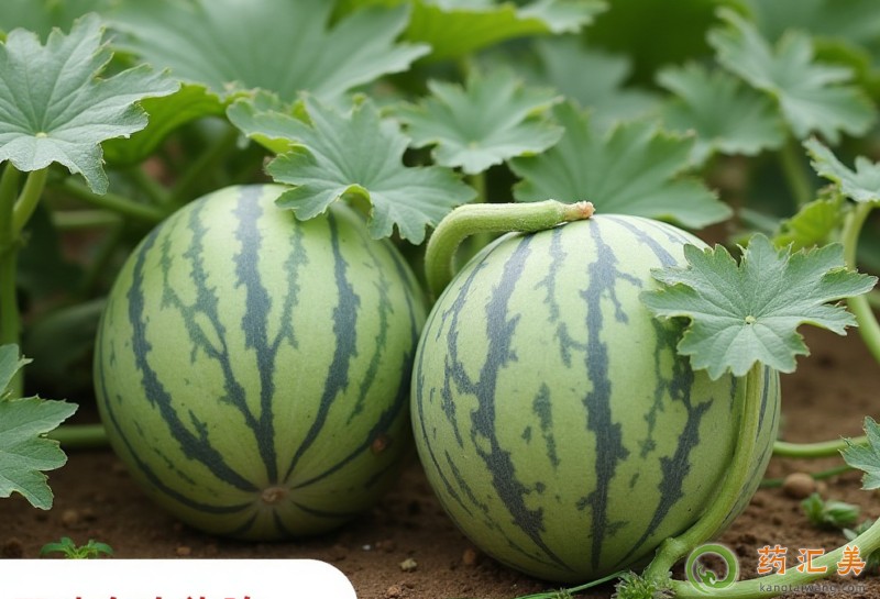 西瓜的營養(yǎng)價值