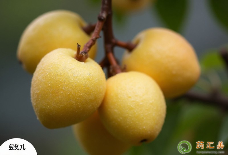 胰腺炎可以吃梨嗎 胰腺炎可以吃梨嗎