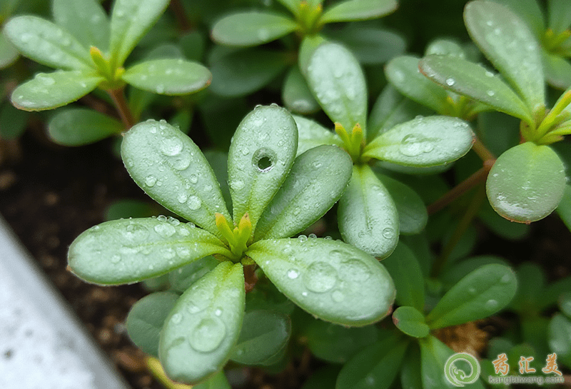 失眠可以吃馬齒莧 失眠可以吃馬齒莧