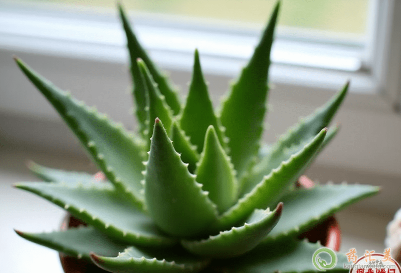 失眠可以吃蘆薈 失眠可以吃蘆薈