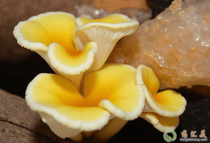 口臭可以吃黃蘑 口臭可以吃黃蘑