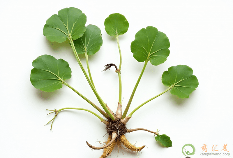 口臭可以吃積雪草 口臭可以吃積雪草