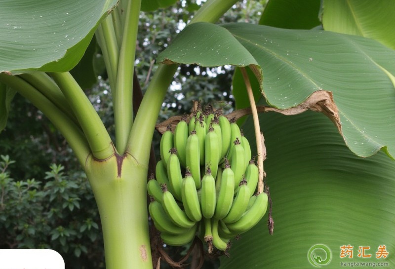 失眠可以吃芭蕉嗎 失眠可以吃芭蕉嗎