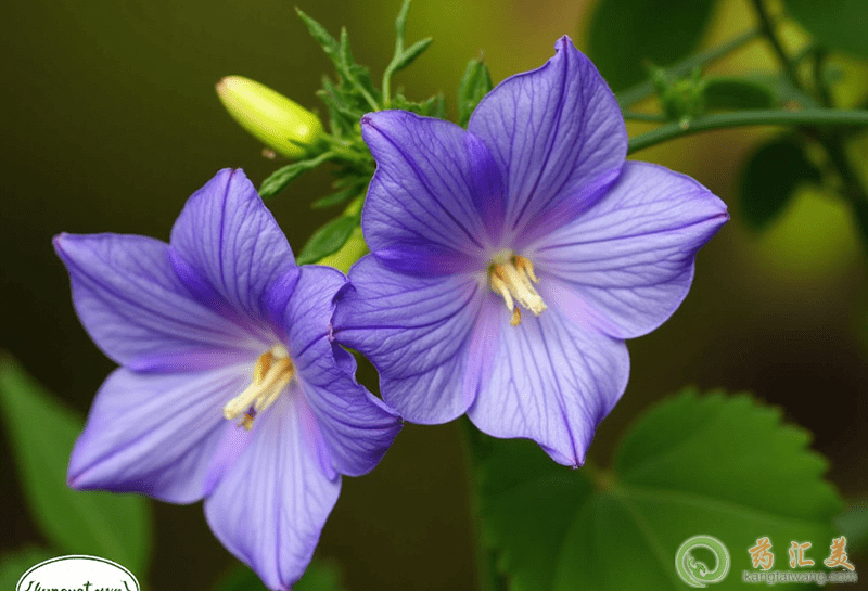 失眠可以吃桔梗 失眠可以吃桔梗