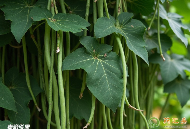 豆角的功效與作用 豆角的功效與作用