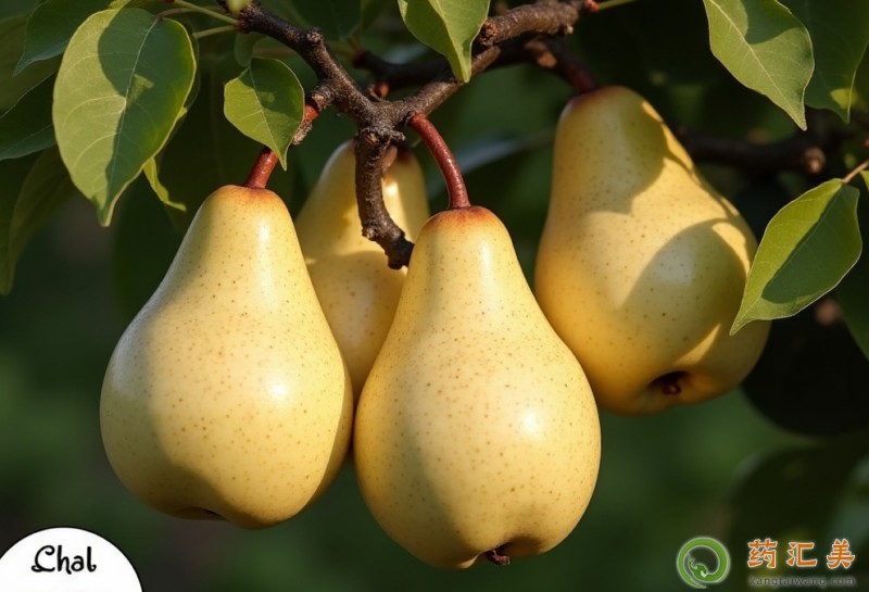 高血脂可以吃雪梨嗎 高血脂可以吃雪梨嗎