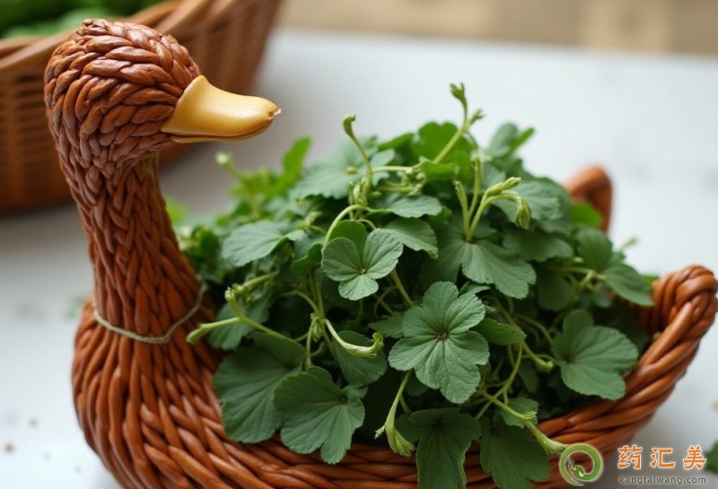 胰腺炎可以吃金花菜嗎 胰腺炎可以吃金花菜嗎