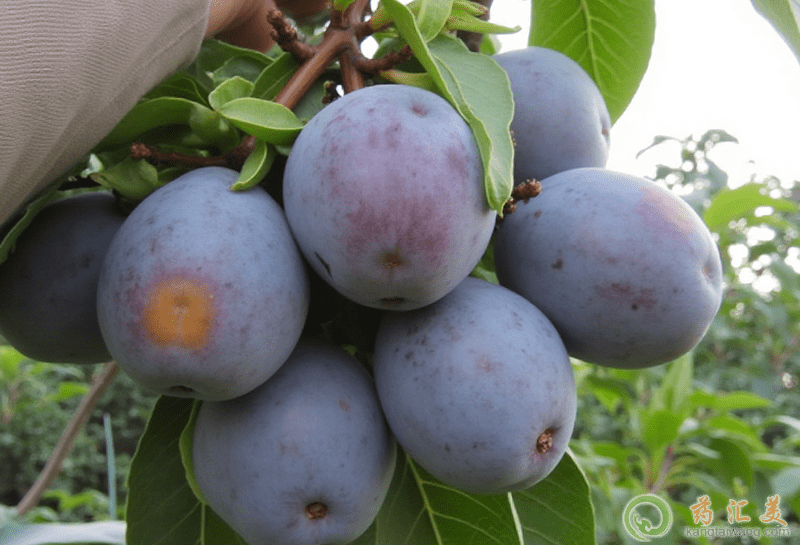 失眠可以吃黑柿番茄 失眠可以吃黑柿番茄