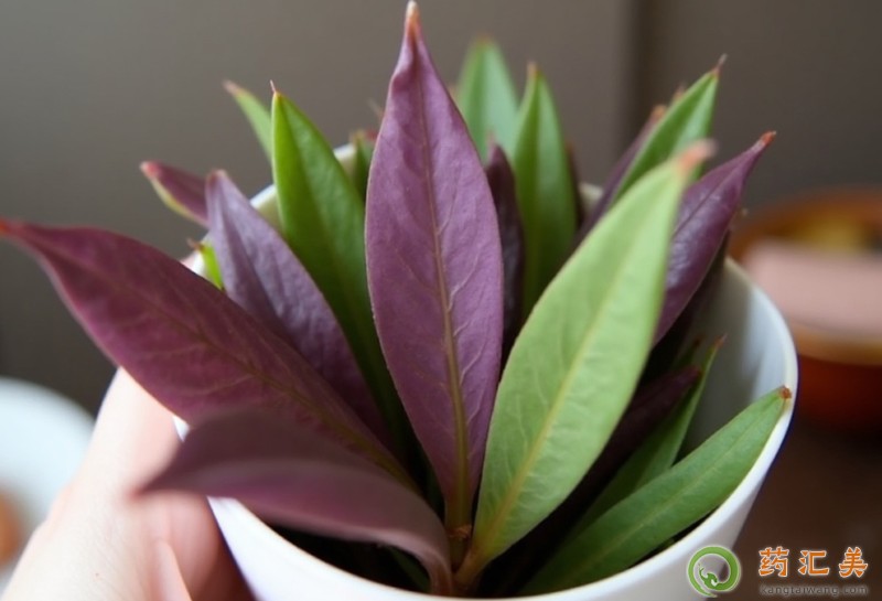 胰腺炎能吃紫背天葵嗎 胰腺炎能吃紫背天葵嗎