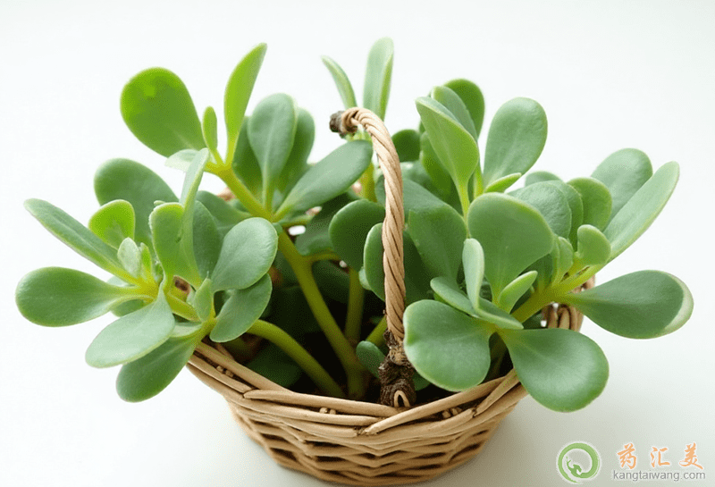 膽囊炎可以吃馬齒菜 膽囊炎可以吃馬齒菜