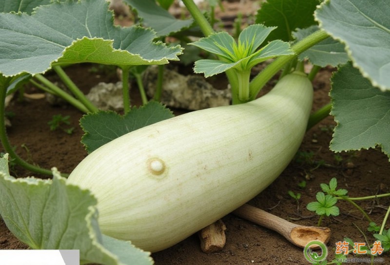 胰腺炎能吃青蘿卜嗎 胰腺炎能吃青蘿卜嗎
