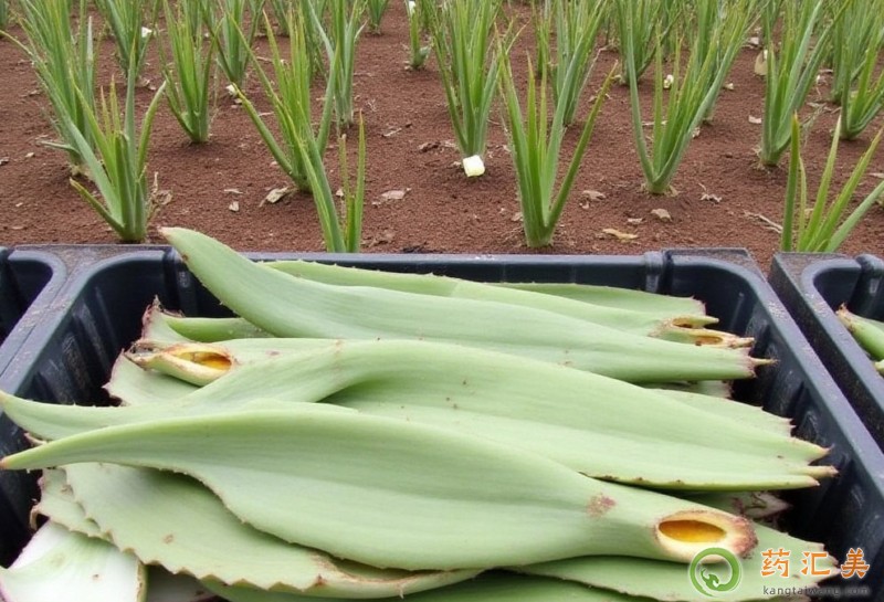 吃蘆薈有什么好處 吃蘆薈有什么好處