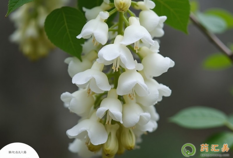 吃槐花有什么好處 吃槐花有什么好處