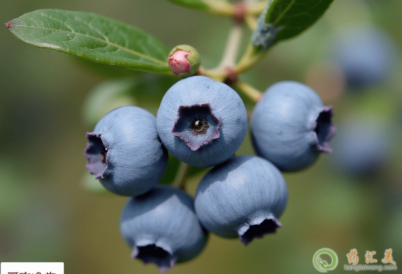 藍莓的營養價值 藍莓的營養價值