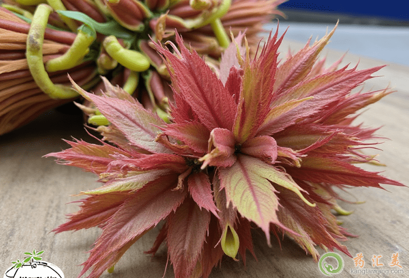 香椿的功效與作用 香椿的功效與作用