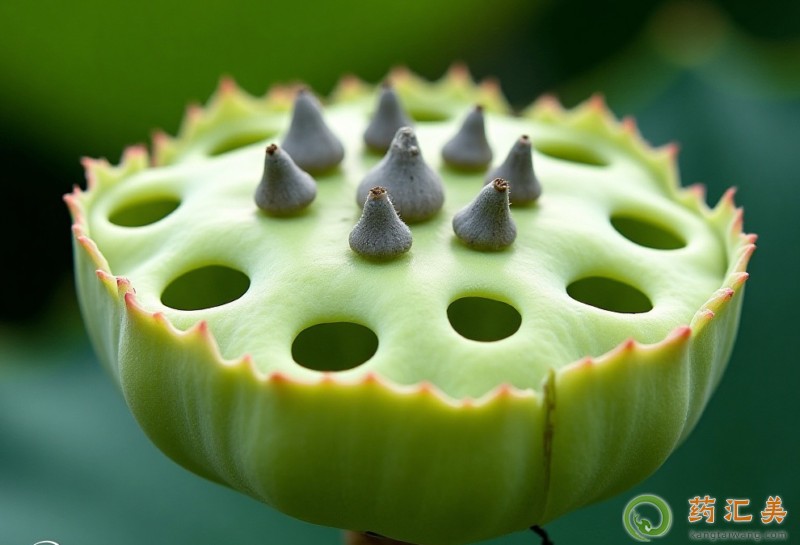 胰腺炎恢復期能吃蓮蓬嗎 胰腺炎恢復期能吃蓮蓬嗎