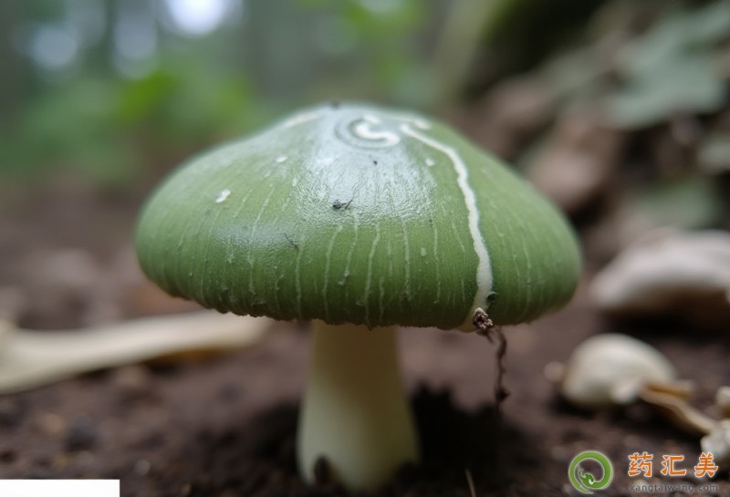 胰腺炎恢復期能吃青頭菌嗎 胰腺炎恢復期能吃青頭菌嗎